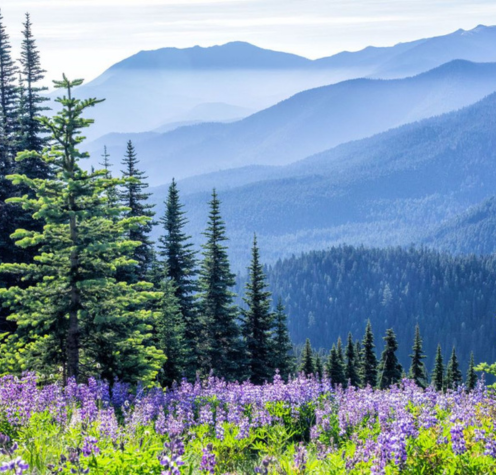 olympic national park, wa